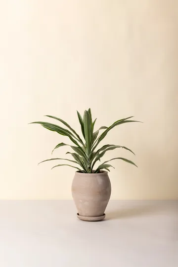 Delphi krukke med underskål 2 dele - Grey, Ø22 cm, tall - Bergs Potter