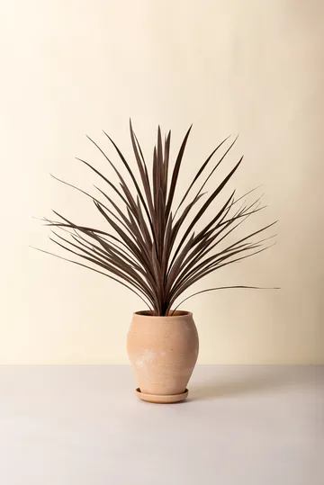 Delphi krukke med underskål 2 dele - Lyserød, Ø22 cm, tall - Bergs Potter