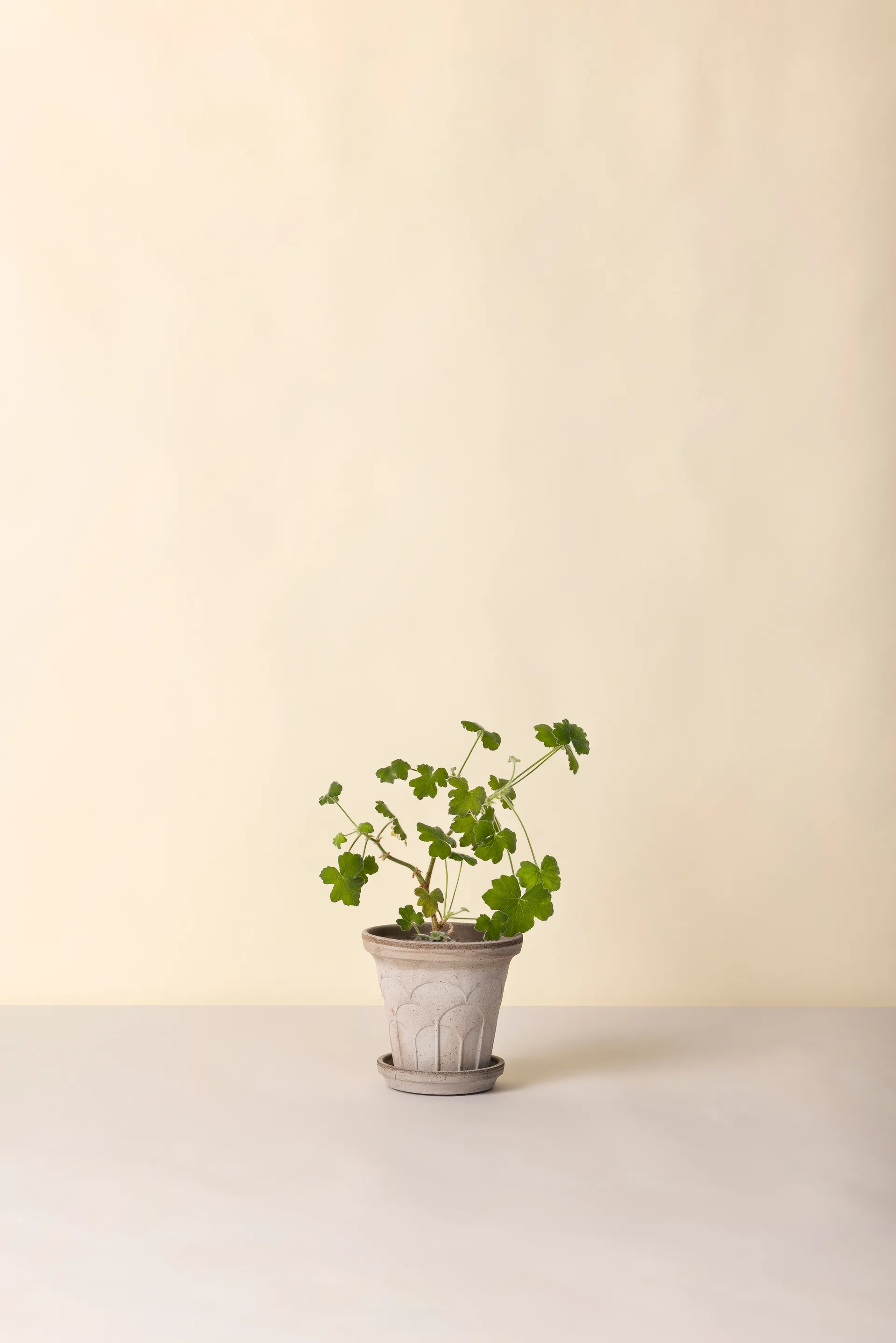 Fleur krukke med underskål 2 dele, Grey, Ø16 cm Bergs Potter