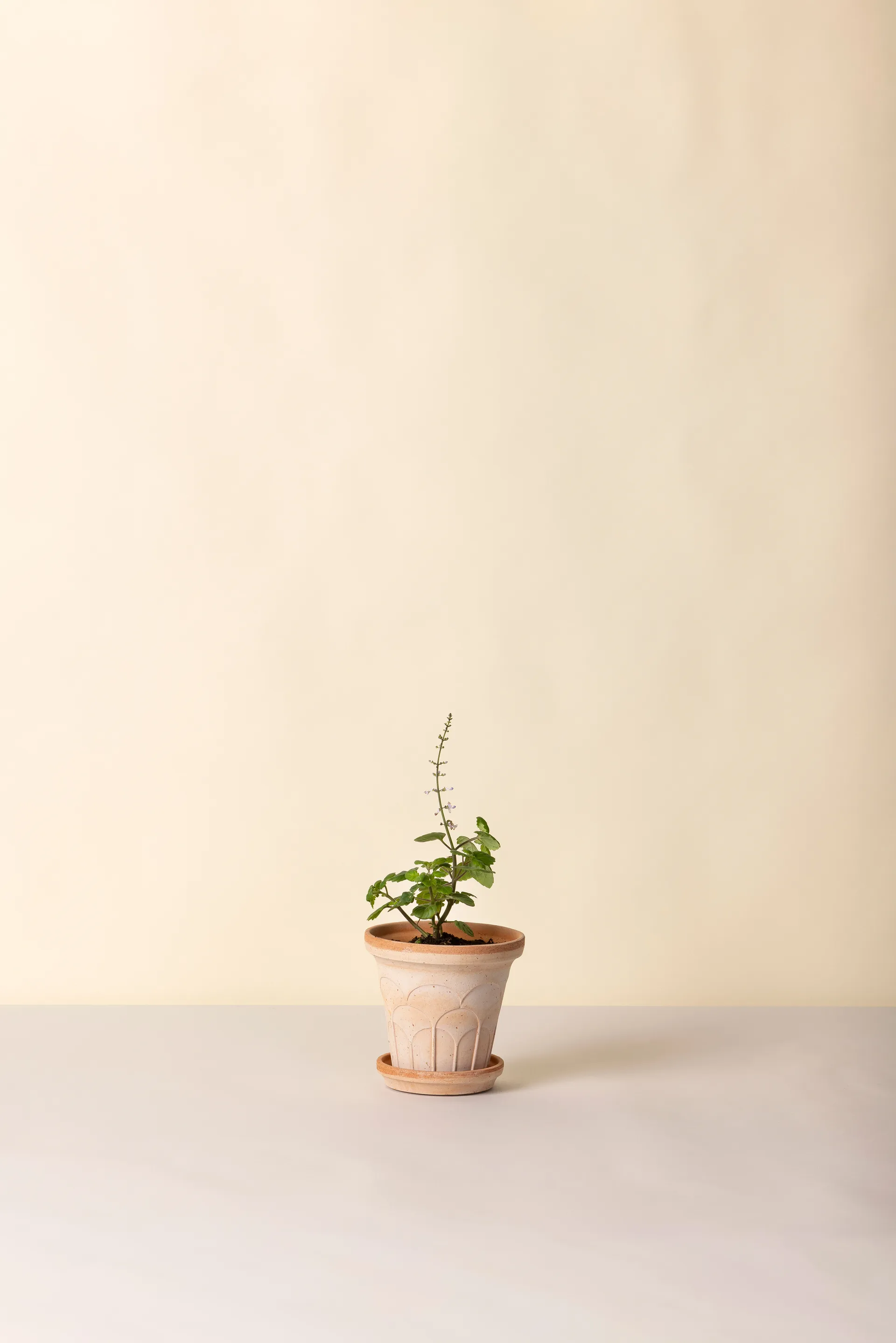 Fleur krukke med underskål 2 dele, Lyserød, Ø14 m Bergs Potter