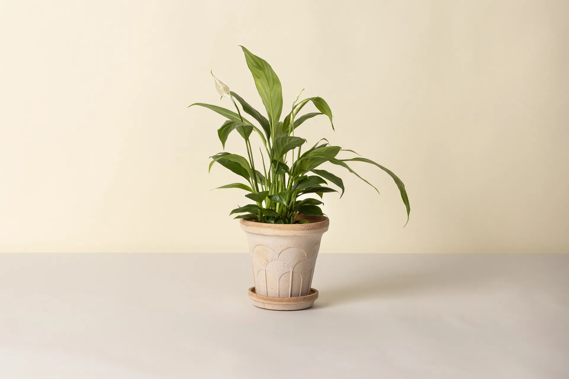 Fleur krukke med underskål 2 dele, Lyserød, Ø16 cm Bergs Potter