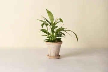 Fleur krukke med underskål 2 dele - Lyserød, Ø16 cm - Bergs Potter