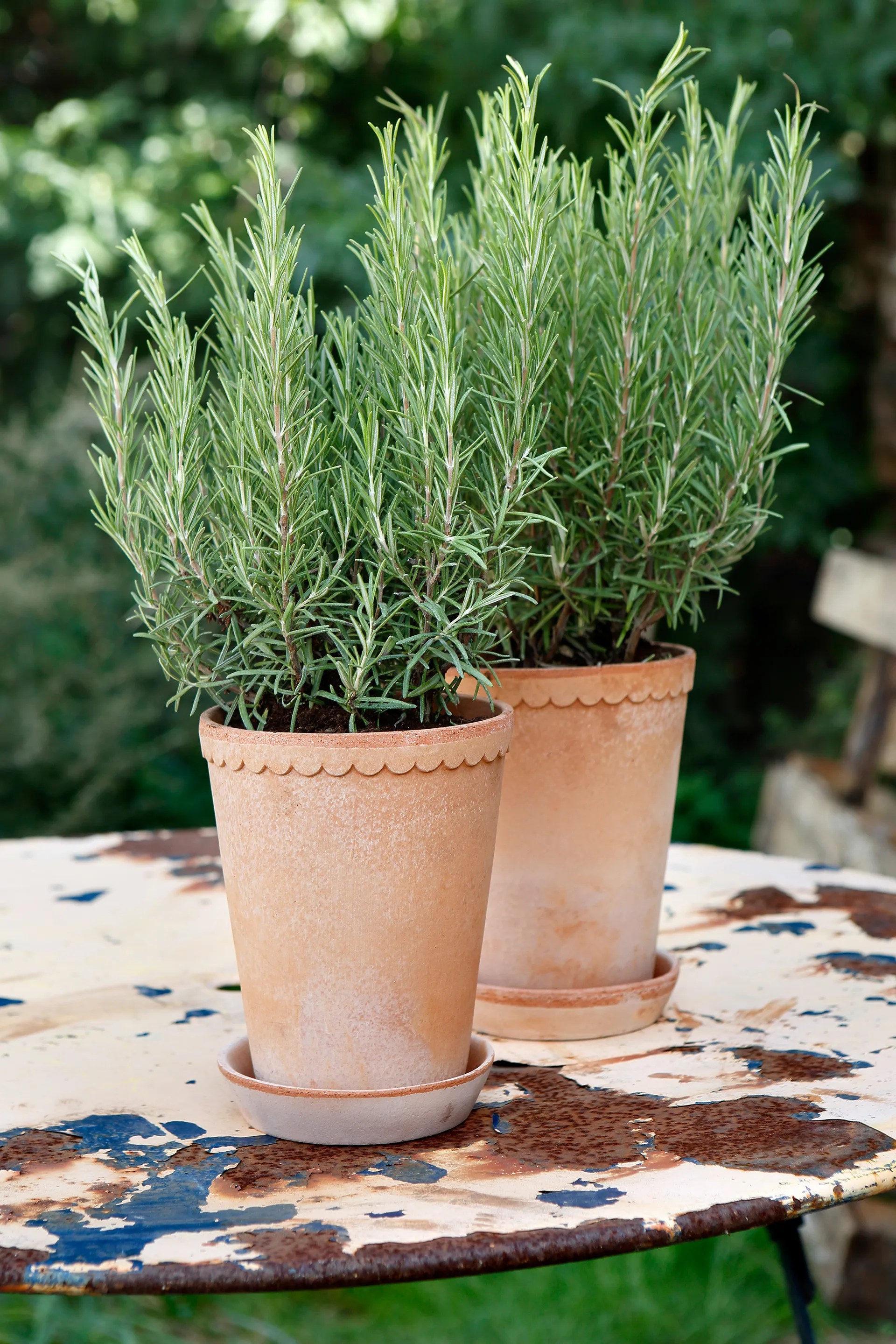 Helena krukke høj Ø14 cm, Lyserød Bergs Potter