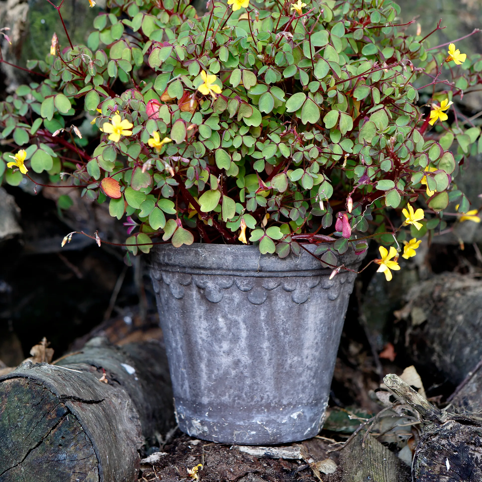 Københavner blomsterkrukke Ø16 cm, Grå Bergs Potter