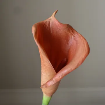 Kalla lilja kunstig buket - Brun, 62 cm, 8 stk. - Botané