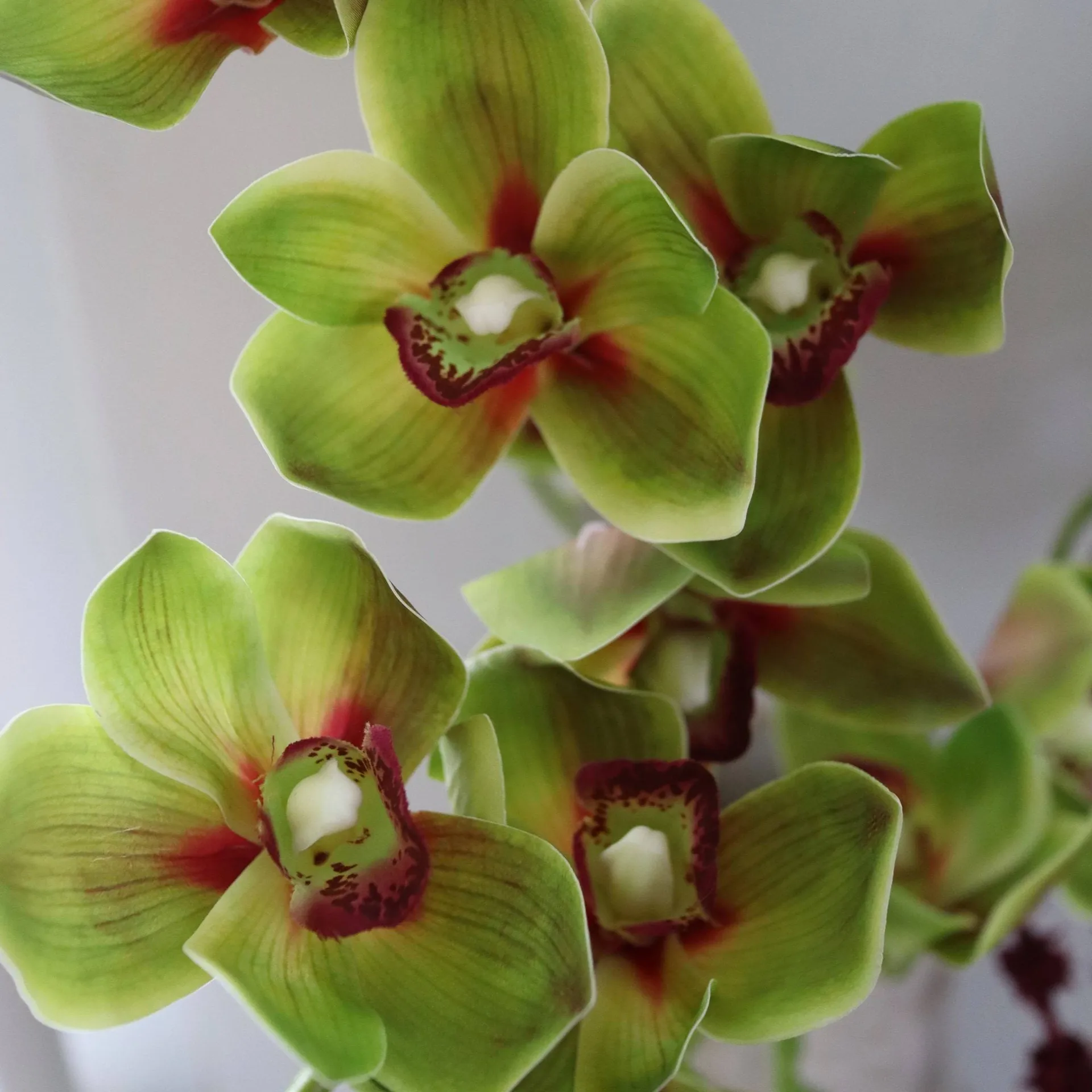 Velvet Vine kunstig buket, Orkidé-amarant 6 stk Botané