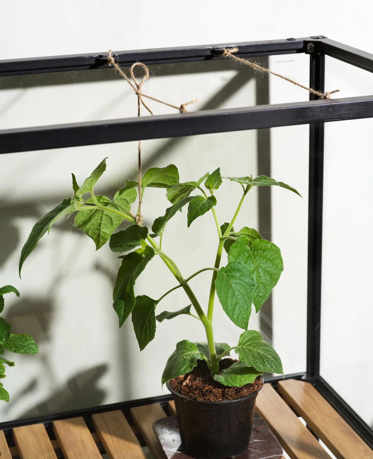 Grower Greens planteskab, Sort, 81x137 cm Brafab