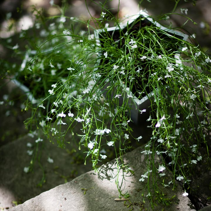 Stjärnkruka krukke, Aluminium, lav Ø23 cm Byarums bruk