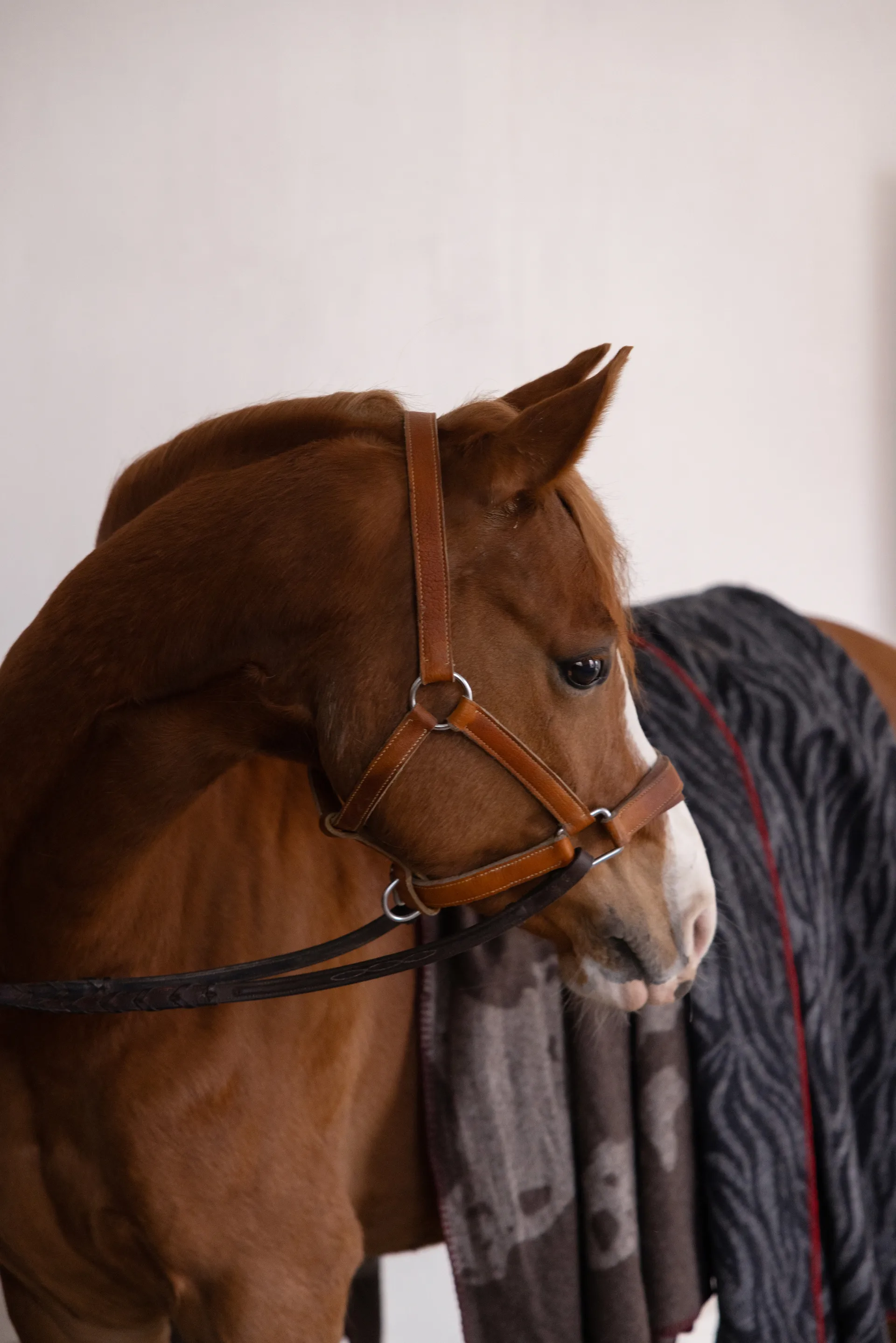 Anima tæppe 130x200 cm, Ko Byon