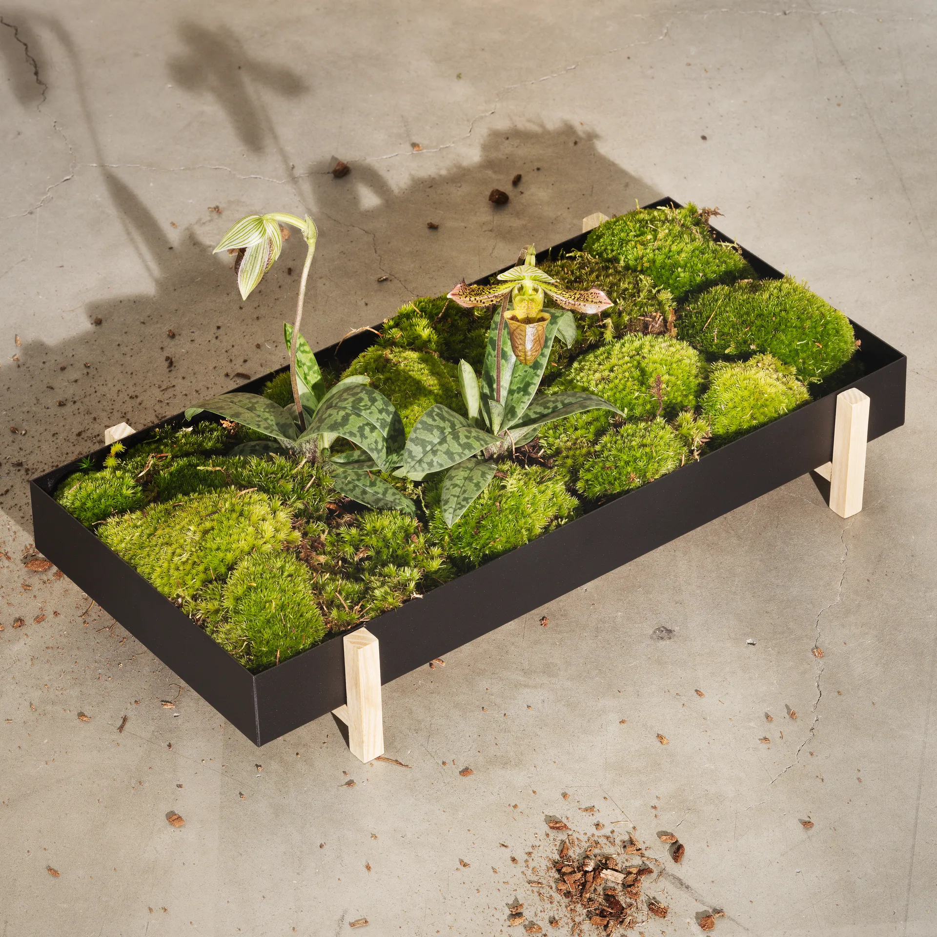 Botanic Flower Tray blomsterkasse, sort Design House Stockholm