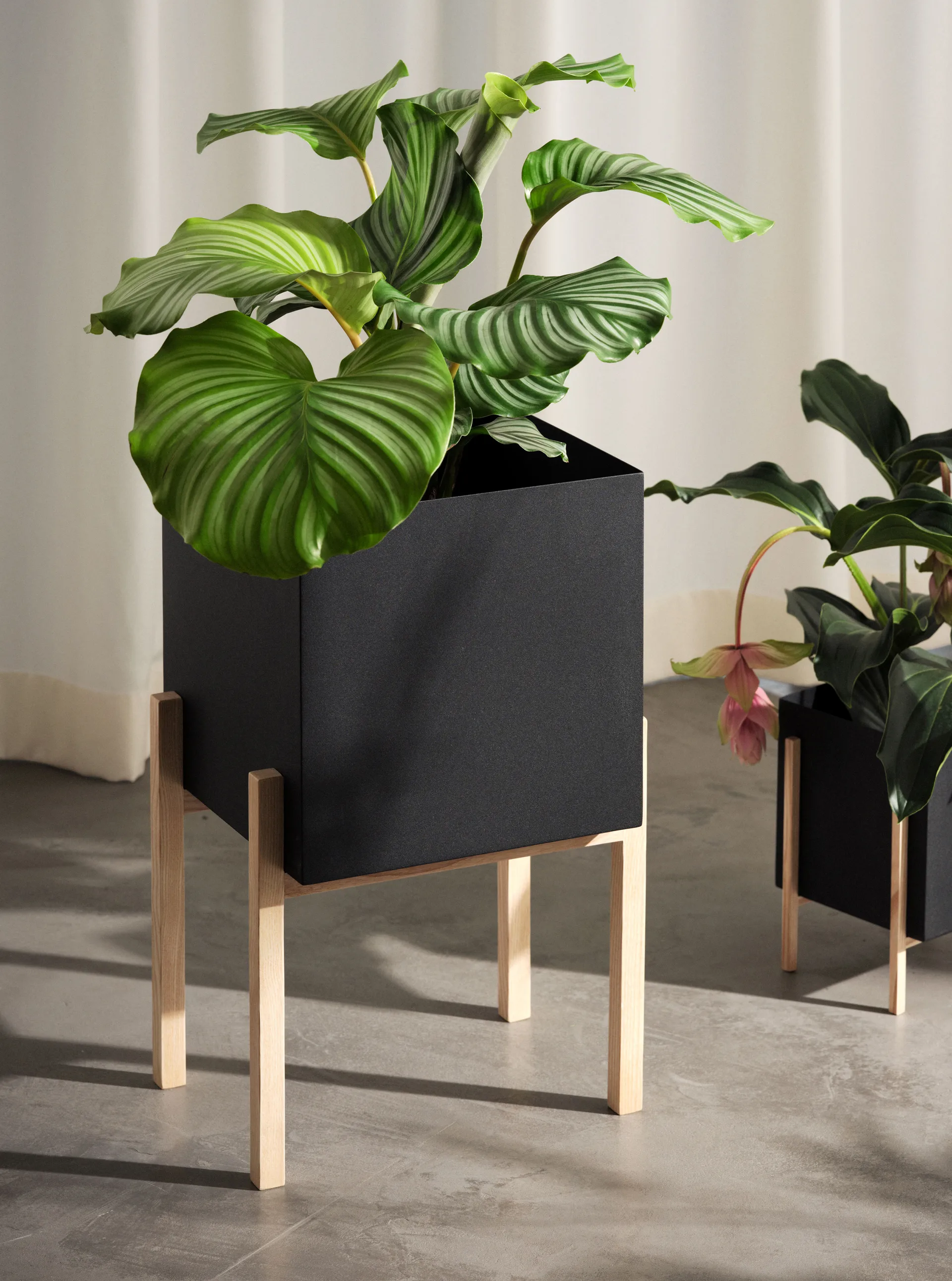 Botanic pedestal krukke, Sort/Ask Design House Stockholm