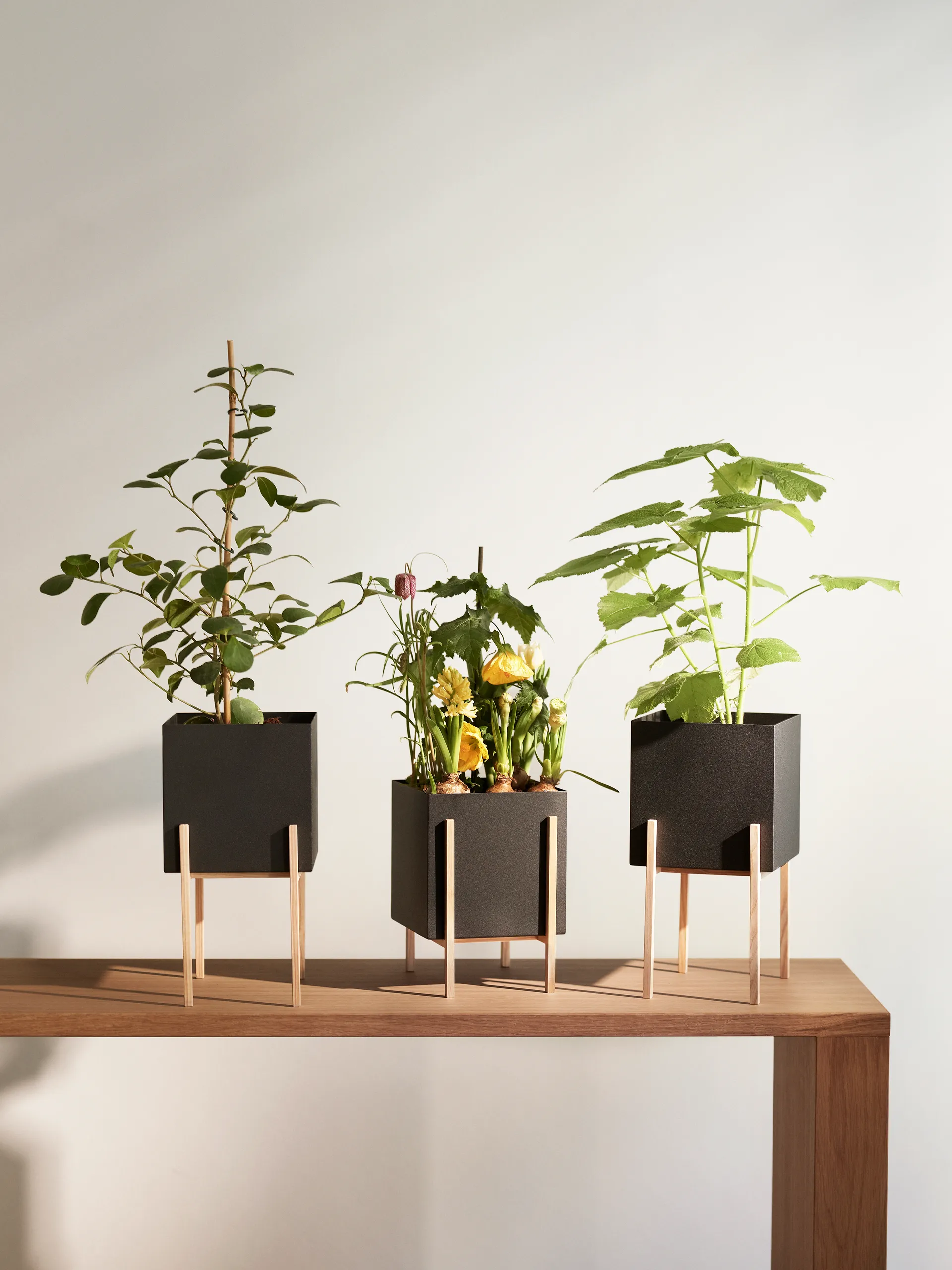 Botanic pedestal krukke, Sort/Ask Design House Stockholm