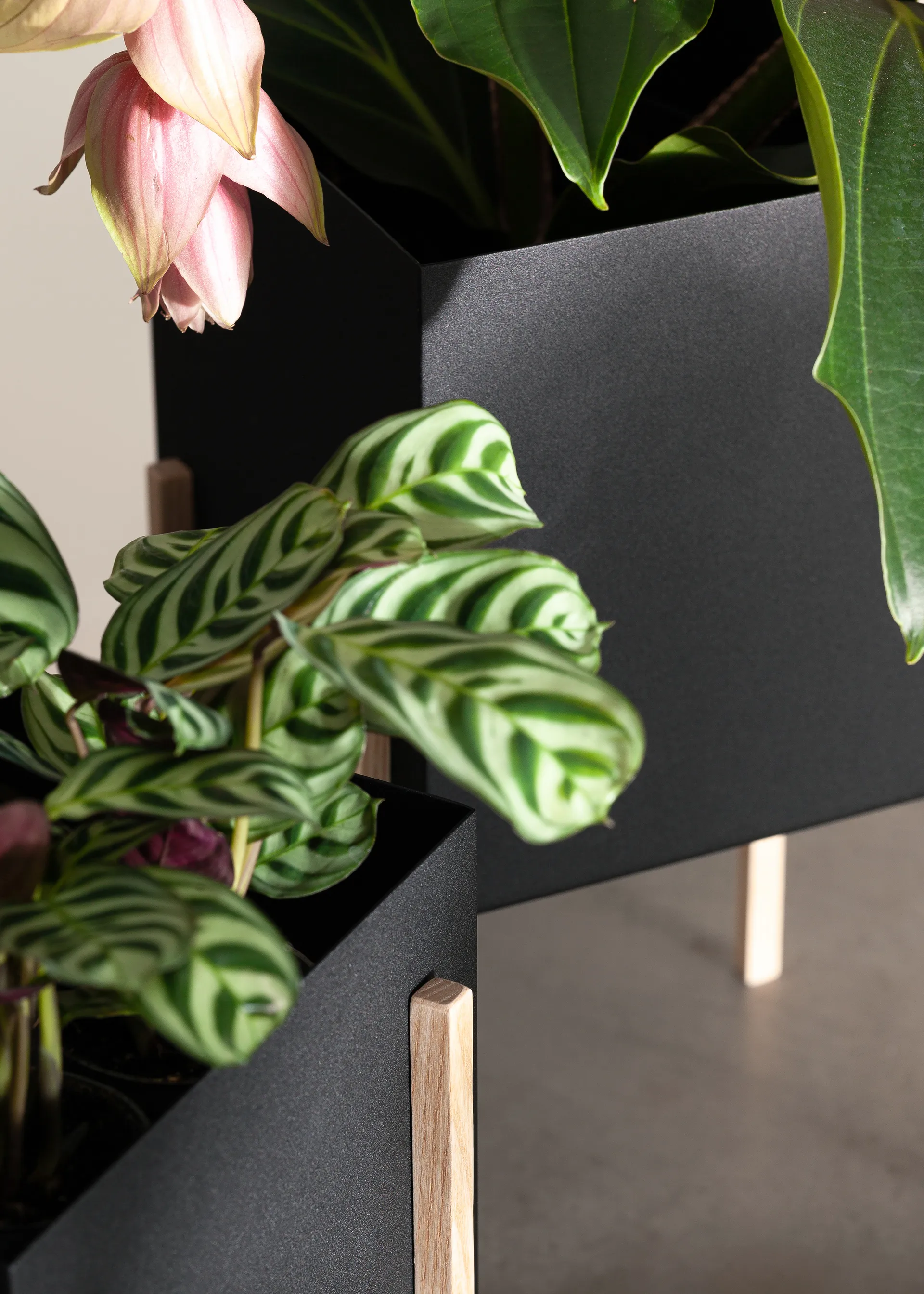 Botanic pot krukke, Sort/Ask Design House Stockholm