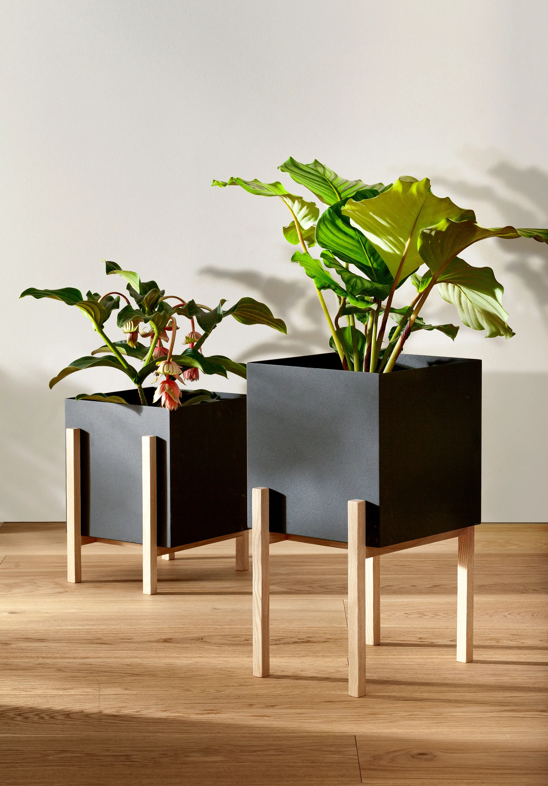 Botanic pot krukke, Sort/Ask Design House Stockholm
