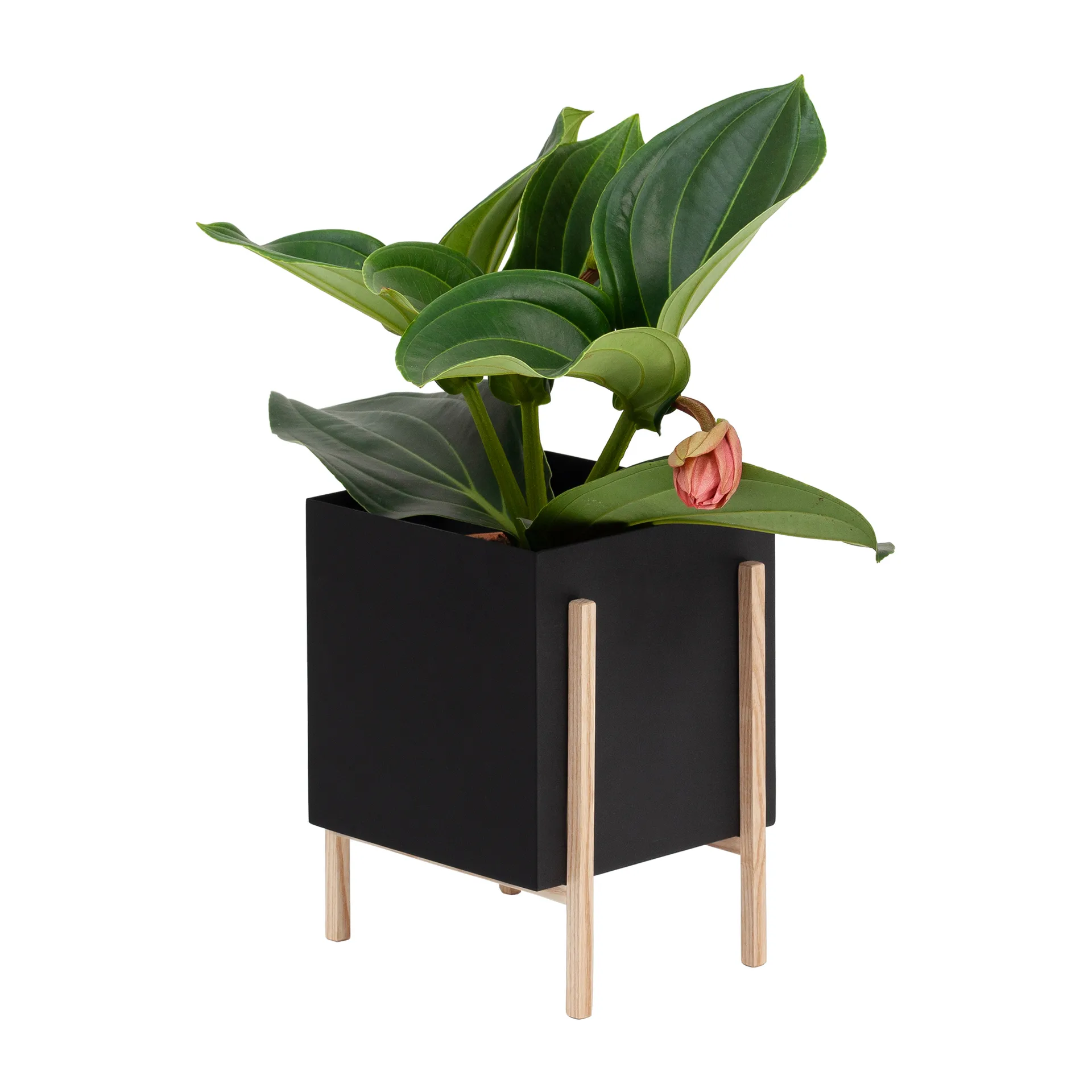 Botanic pot krukke, Sort/Ask Design House Stockholm
