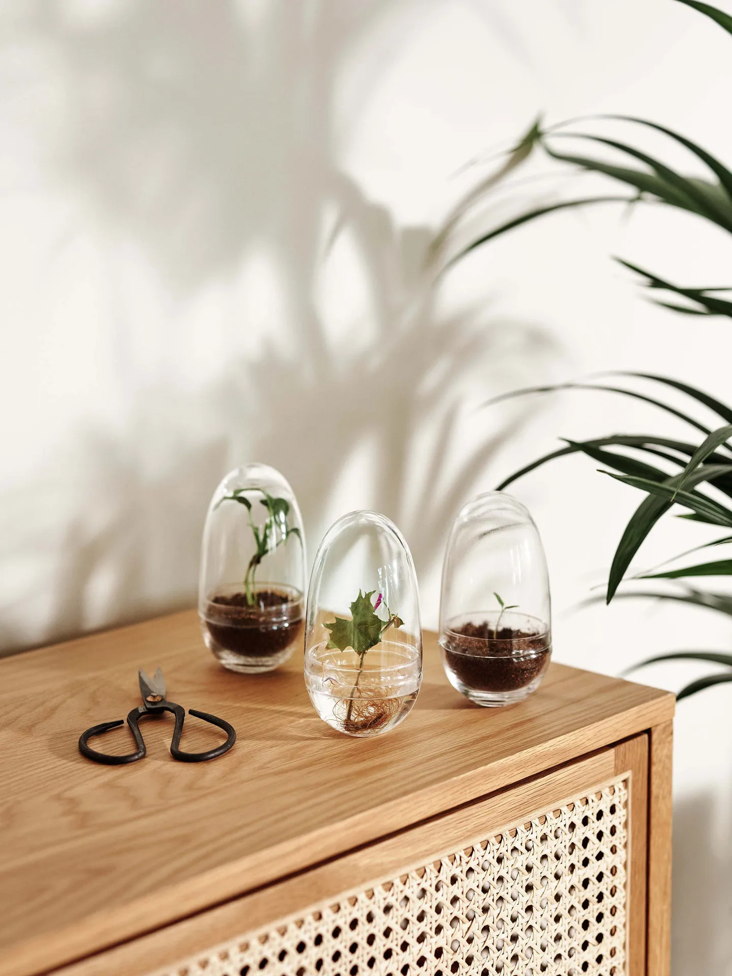 Grow dyrkningsglas, lille Ø8 cm Design House Stockholm