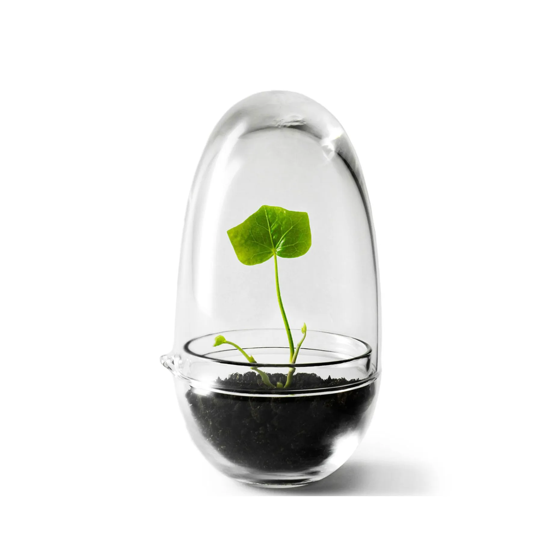 Grow dyrkningsglas, lille Ø8 cm Design House Stockholm