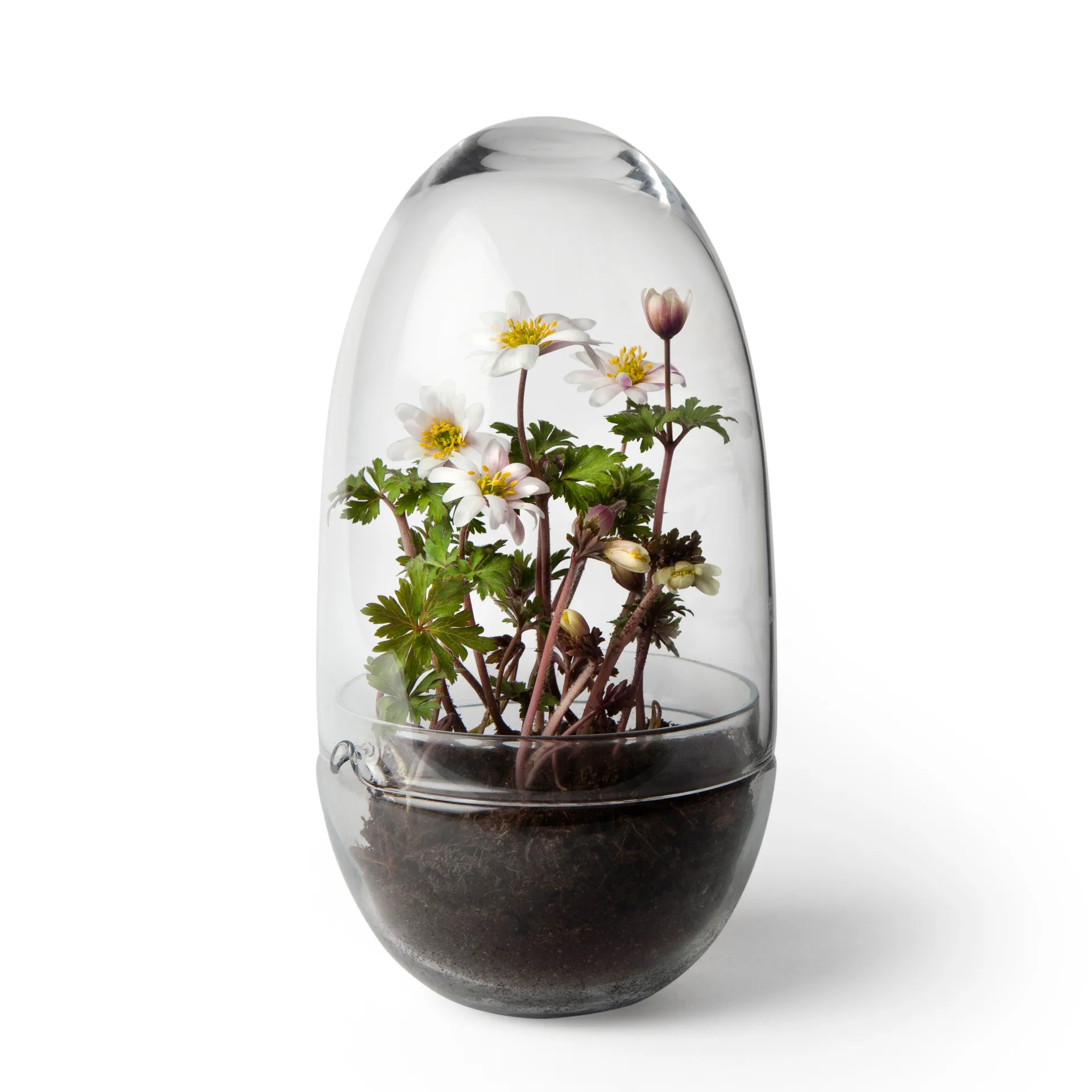 Grow dyrkningsglas, Medium Ø11 cm Design House Stockholm