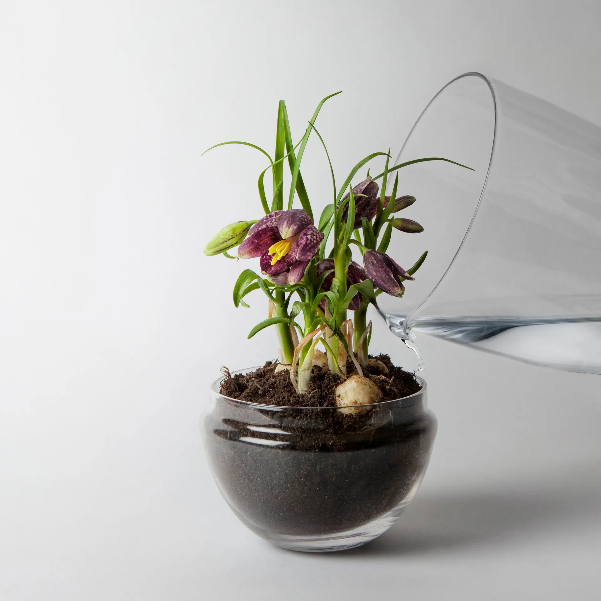 Grow dyrkningsglas, Medium Ø11 cm Design House Stockholm