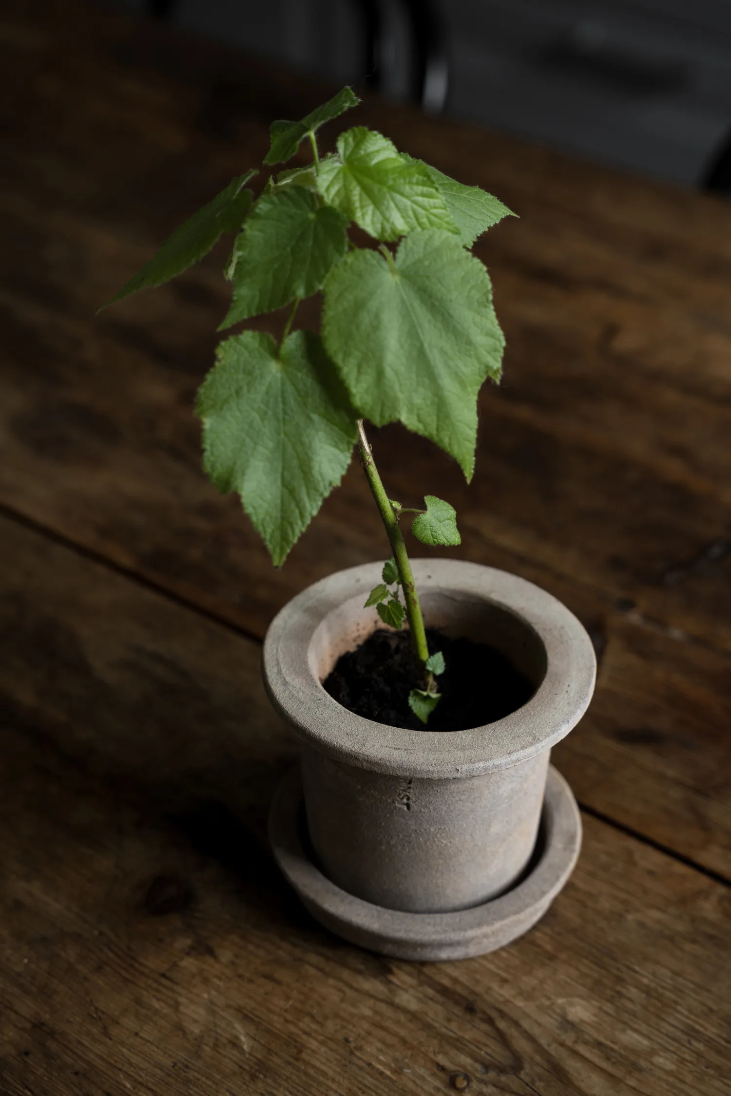 Ernst terrakotta krukke med underskål, Ø12×10 cm ERNST