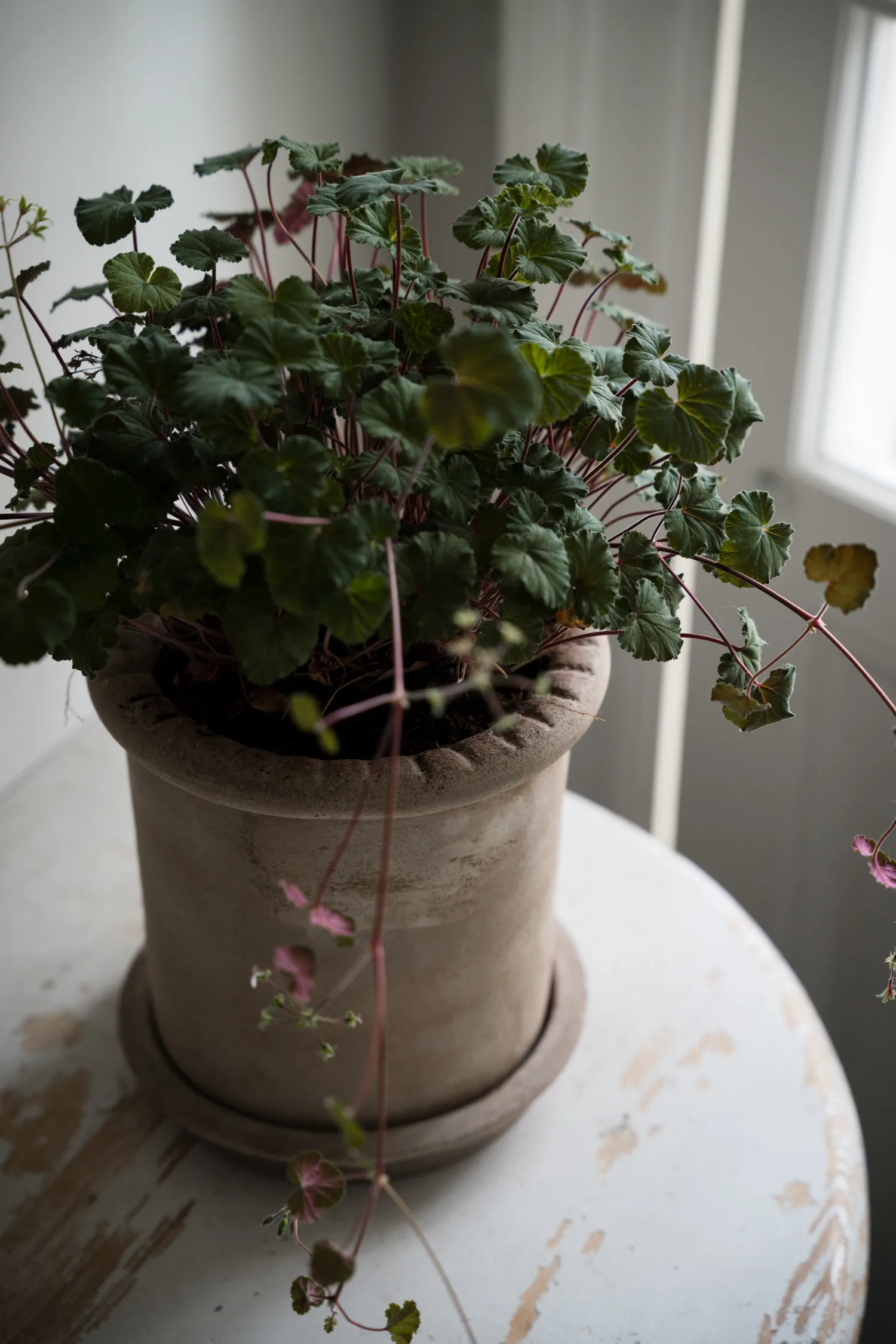 Ernst terrakotta krukke med underskål, Ø20 × 20 cm ERNST