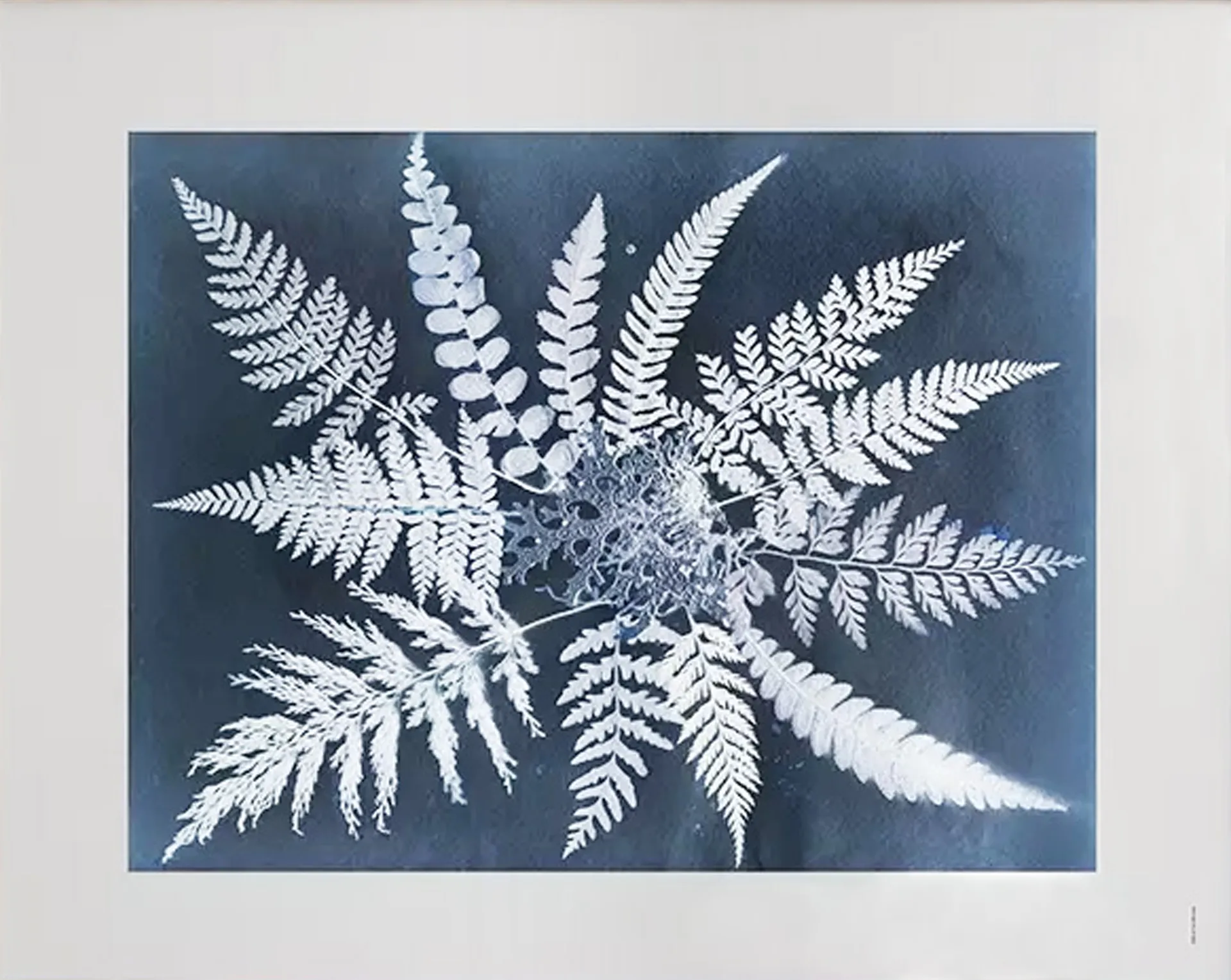 "Fern star" plakat, 40x50 cm Fine Little Day