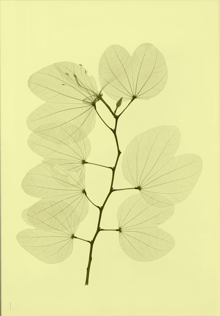 "Orkidebauhinia" plakat - 70x100 cm - Fine Little Day