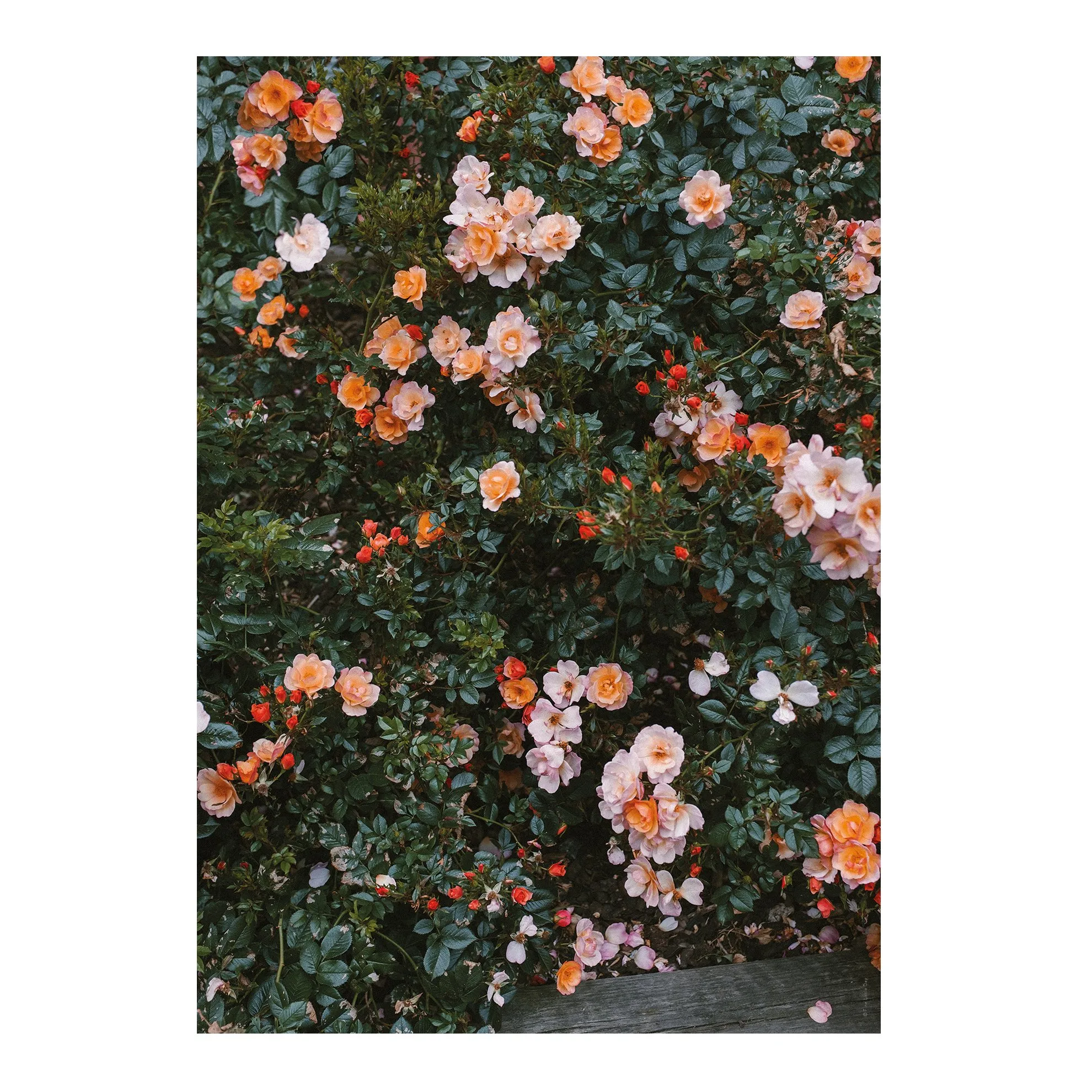 Rose plakat fra Fine Little Day - NordicNest.dk