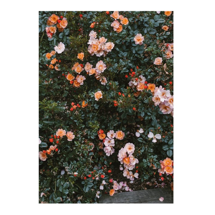 Rose plakat - 70x100 cm - Fine Little Day