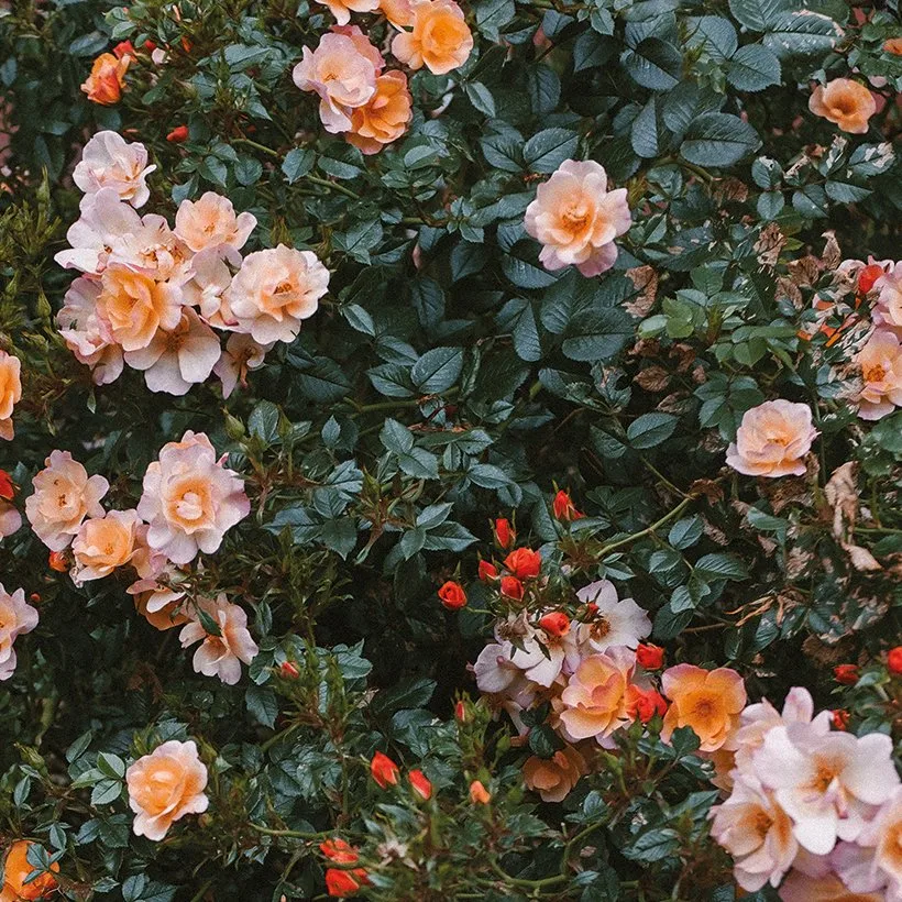 Rose plakat fra Fine Little Day - NordicNest.dk