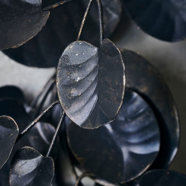 Eucalyptus julekrans, Sort House Doctor