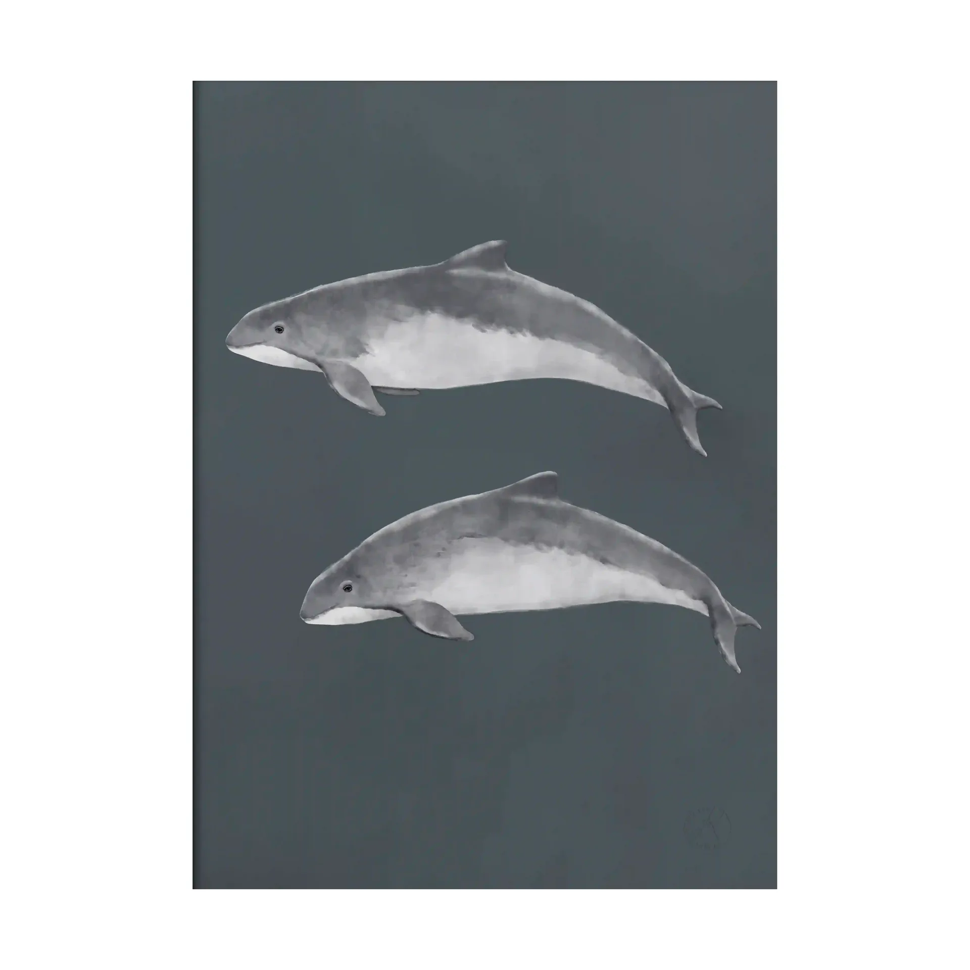 The Baltic Sea Harbour Porpoise plakat, 50x70 cm Kunskapstavlan®