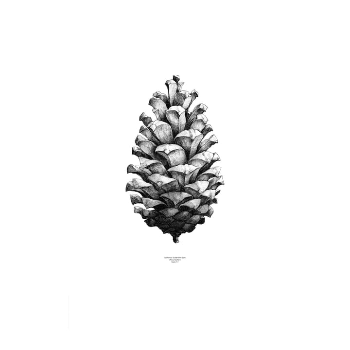 1:1 Pine Cone plakat - hvid, 50 x 70 cm - Paper Collective