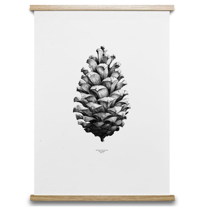 1:1 Pine Cone plakat, hvid, 50 x 70 cm Paper Collective