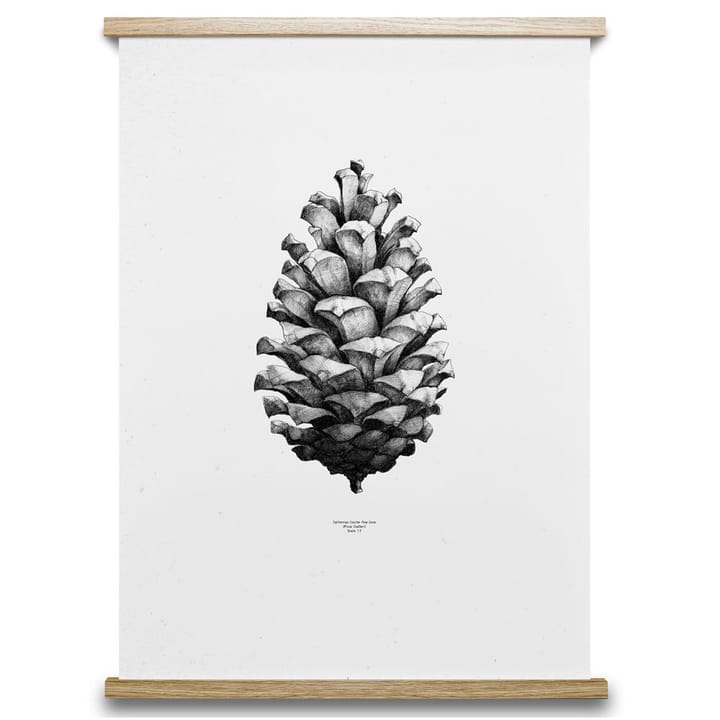 1:1 Pine Cone plakat - hvid, 50 x 70 cm - Paper Collective