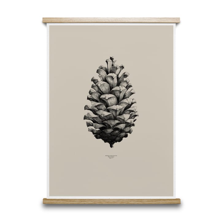 1:1 Pine Cone plakat - sand, 50 x 70 cm - Paper Collective