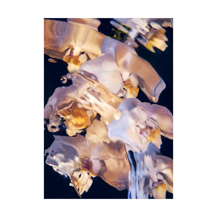 Flora Aquatica 01 plakat - 50x70 cm - Paper Collective
