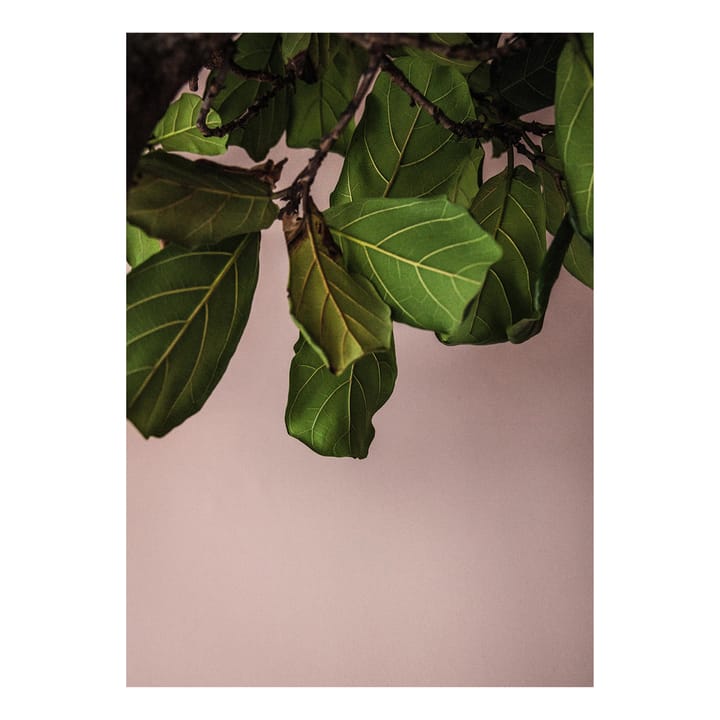 Green Leaves plakat - 50x70 cm - Paper Collective