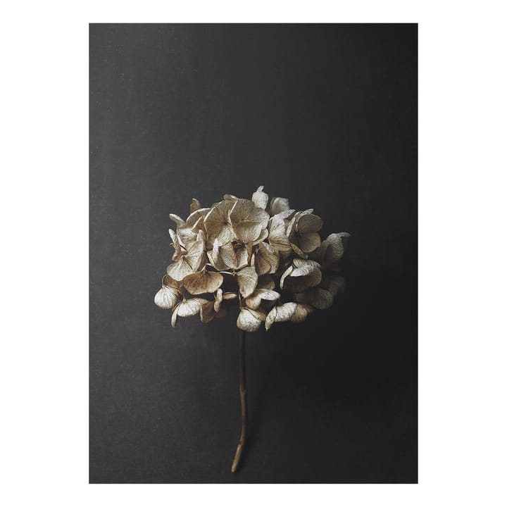 Still Life 04 Hydrangea plakat - 50x70 cm - Paper Collective