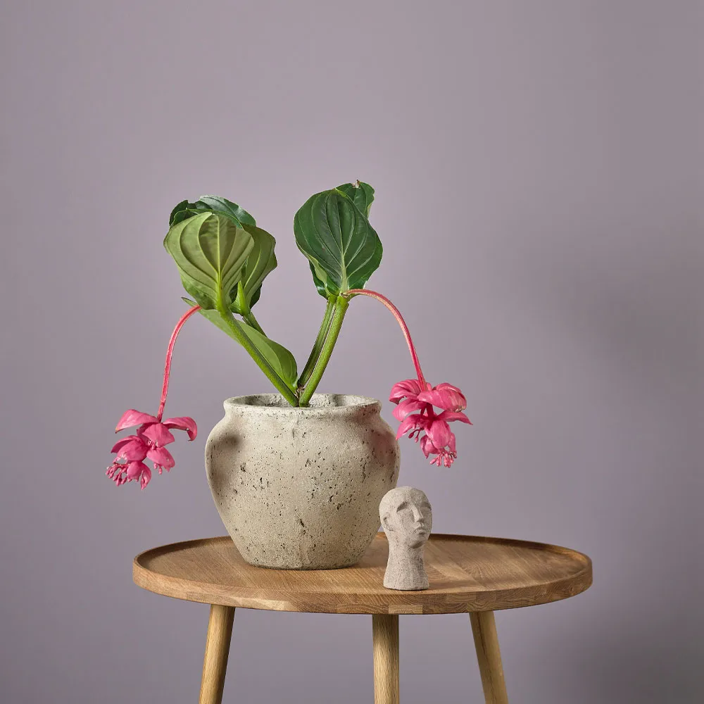 Loev krukke, Grå, medium Ø30.5 cm Villa Collection