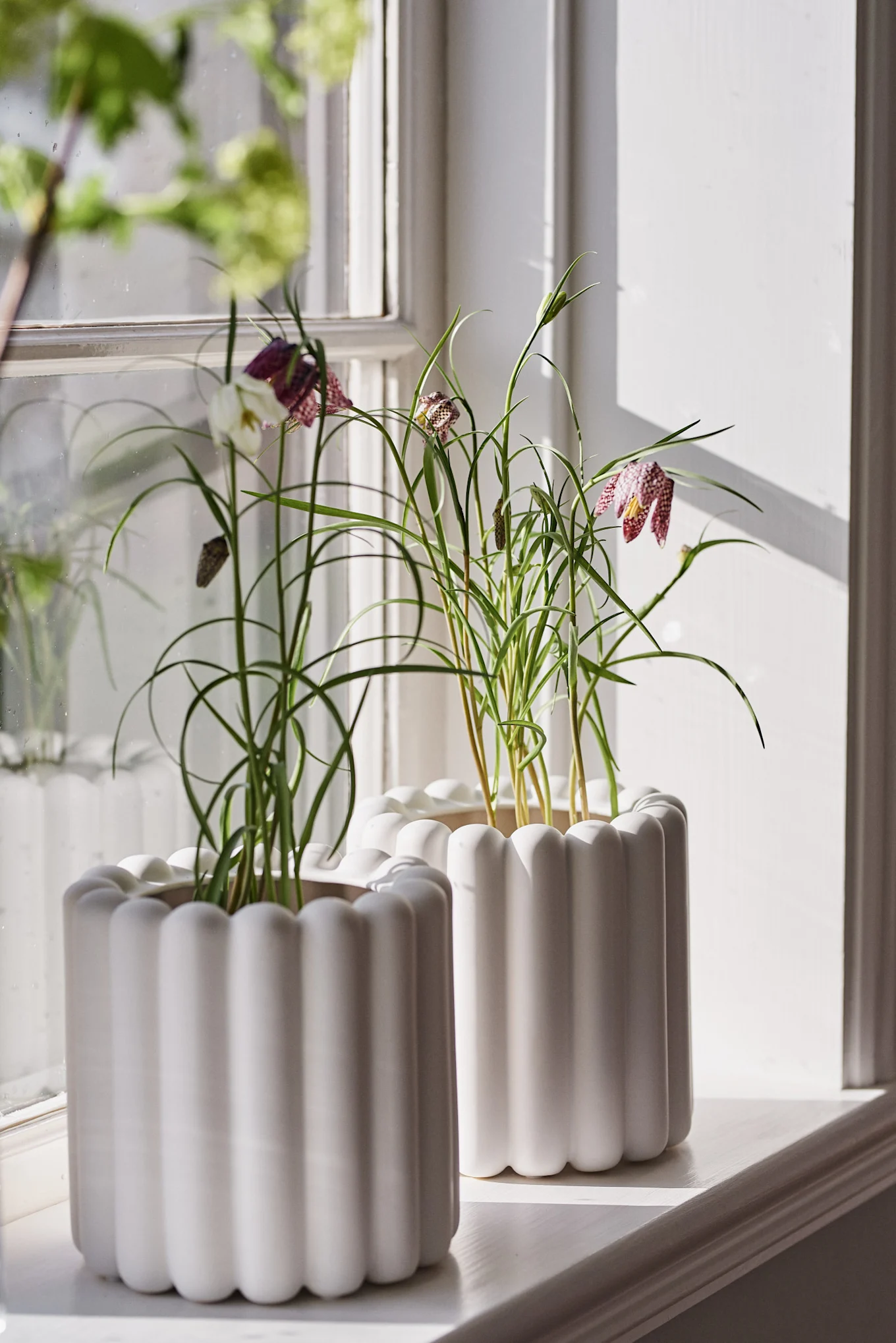 To rillede hvide plantekrukker på en solbeskinnet vindueskarm med grønne planter og plettede klokkeformede blomster.