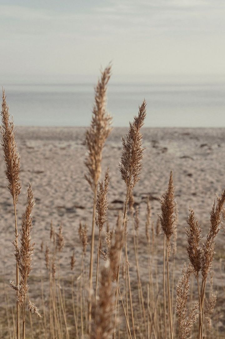 Stranden ved solopgang.