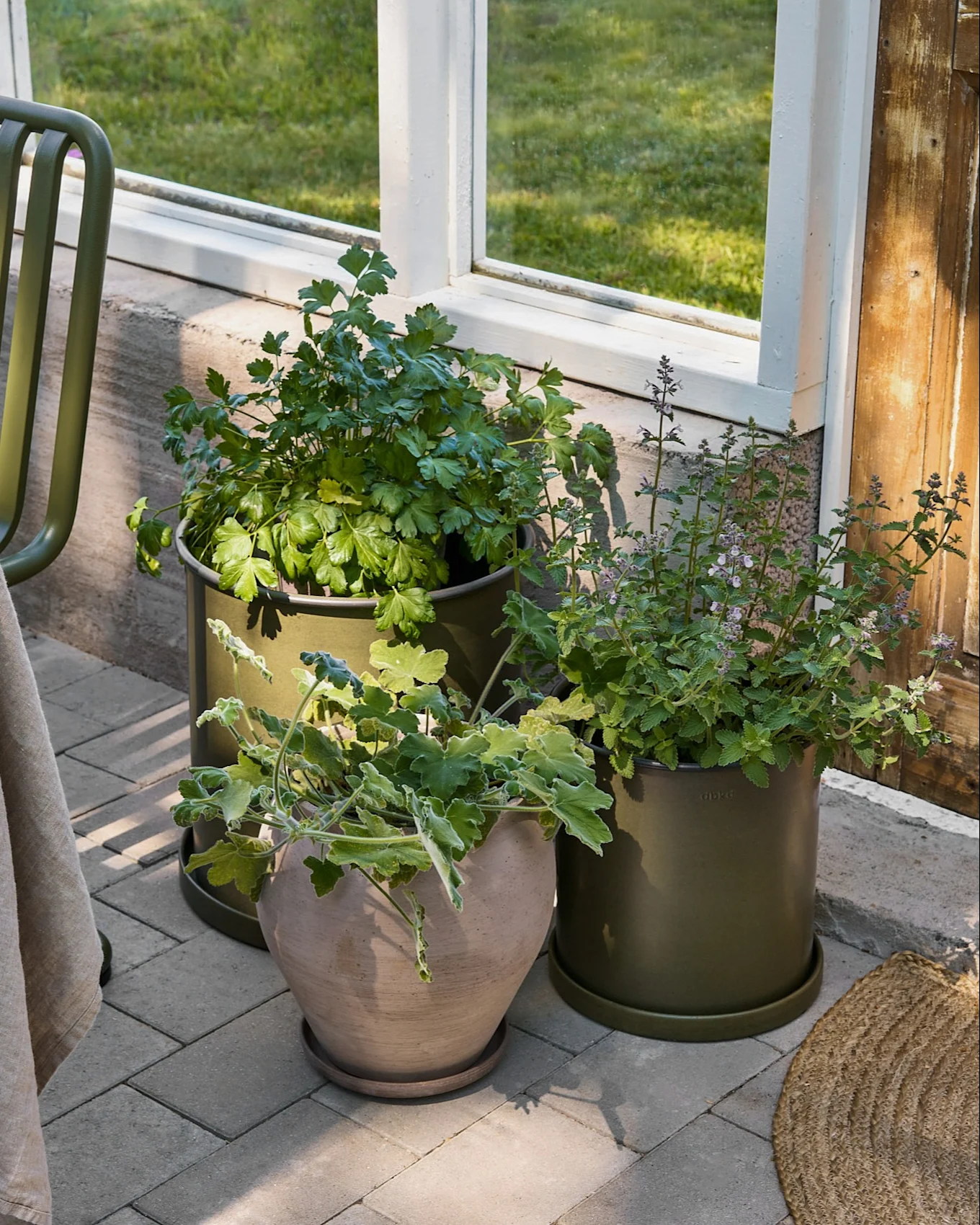 Tre potteplanter på en grå terrasse ved et vindue. To planter står i olivengrønne potter, en i en beige terrakottapotte.