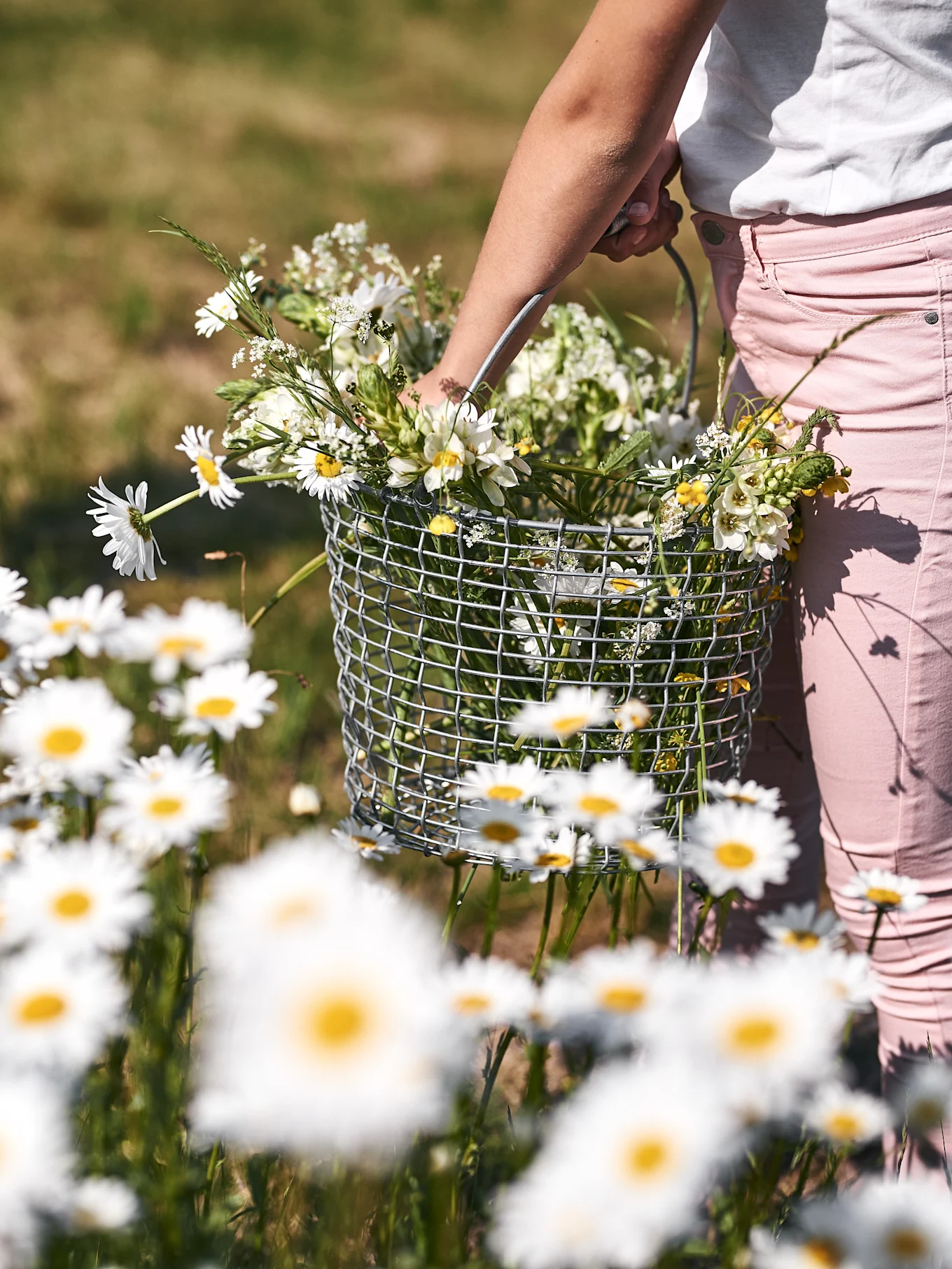 Nærbillede af en person i lyserøde bukser, der holder en trådkurv fyldt med hvide og gule vilde blomster på en mark med tusindfryd.