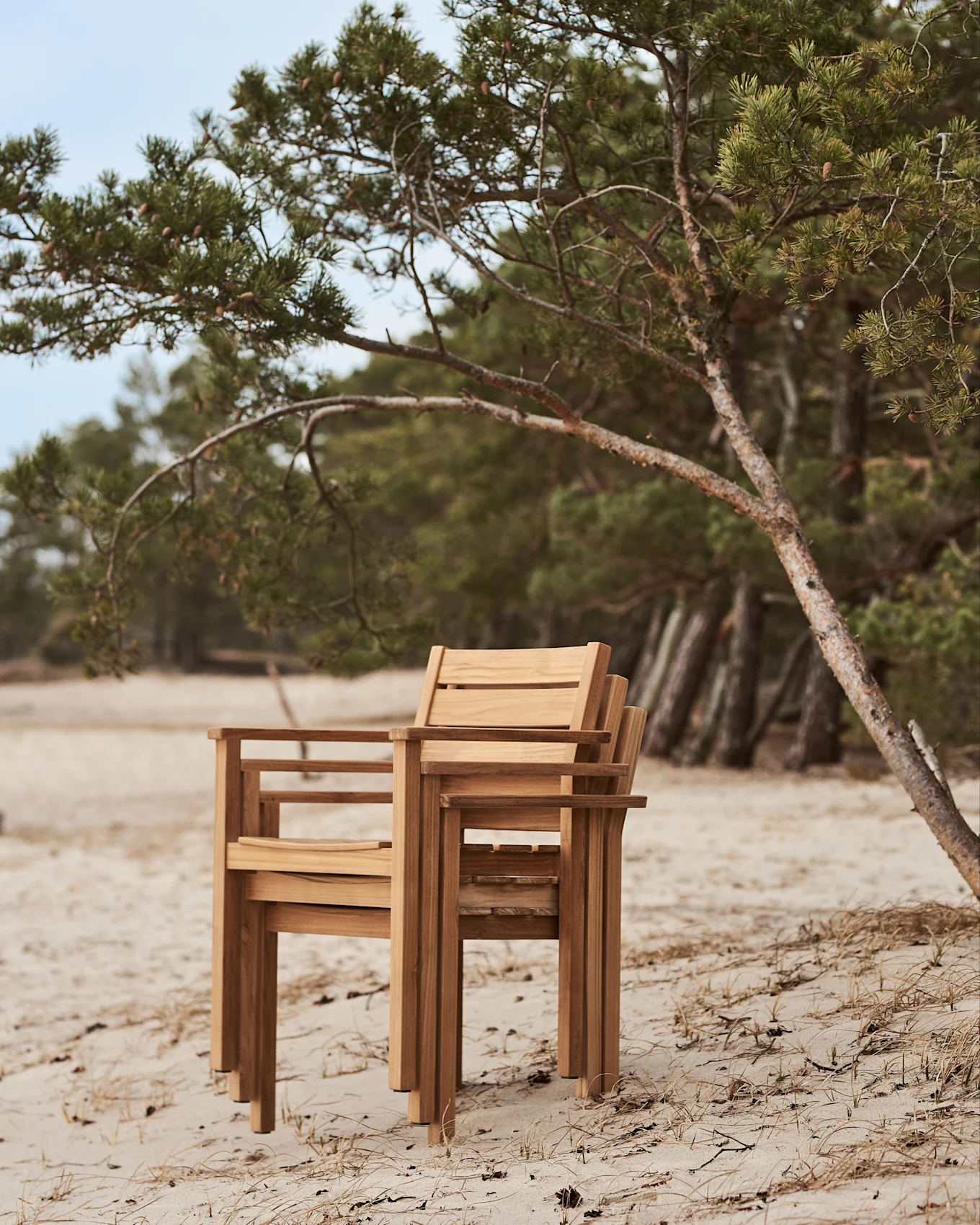 Stablede træstole på en sandstrand ved siden af et fyrretræ.