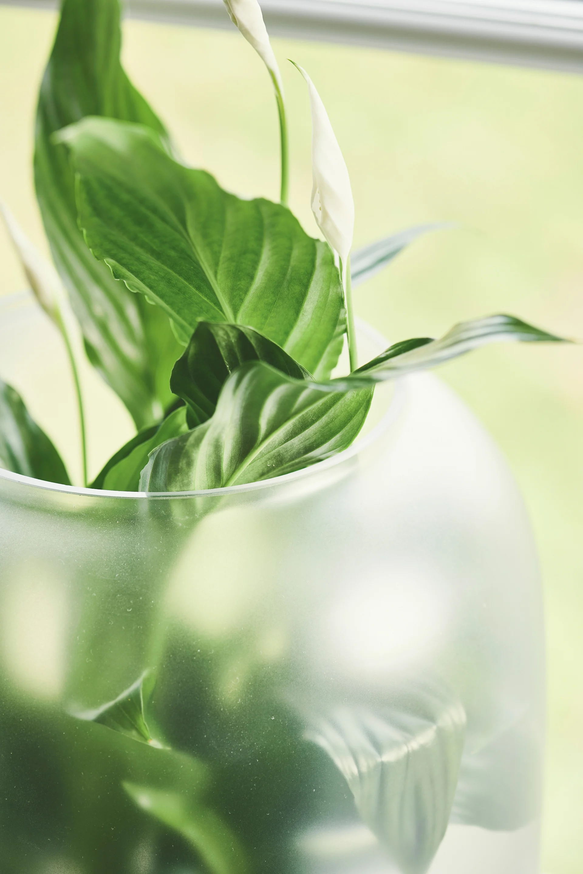 Bring naturen ind i dit hjem med friske grønne planter i fine krukker som Nebl krukken i frostet glas fra Gejst.