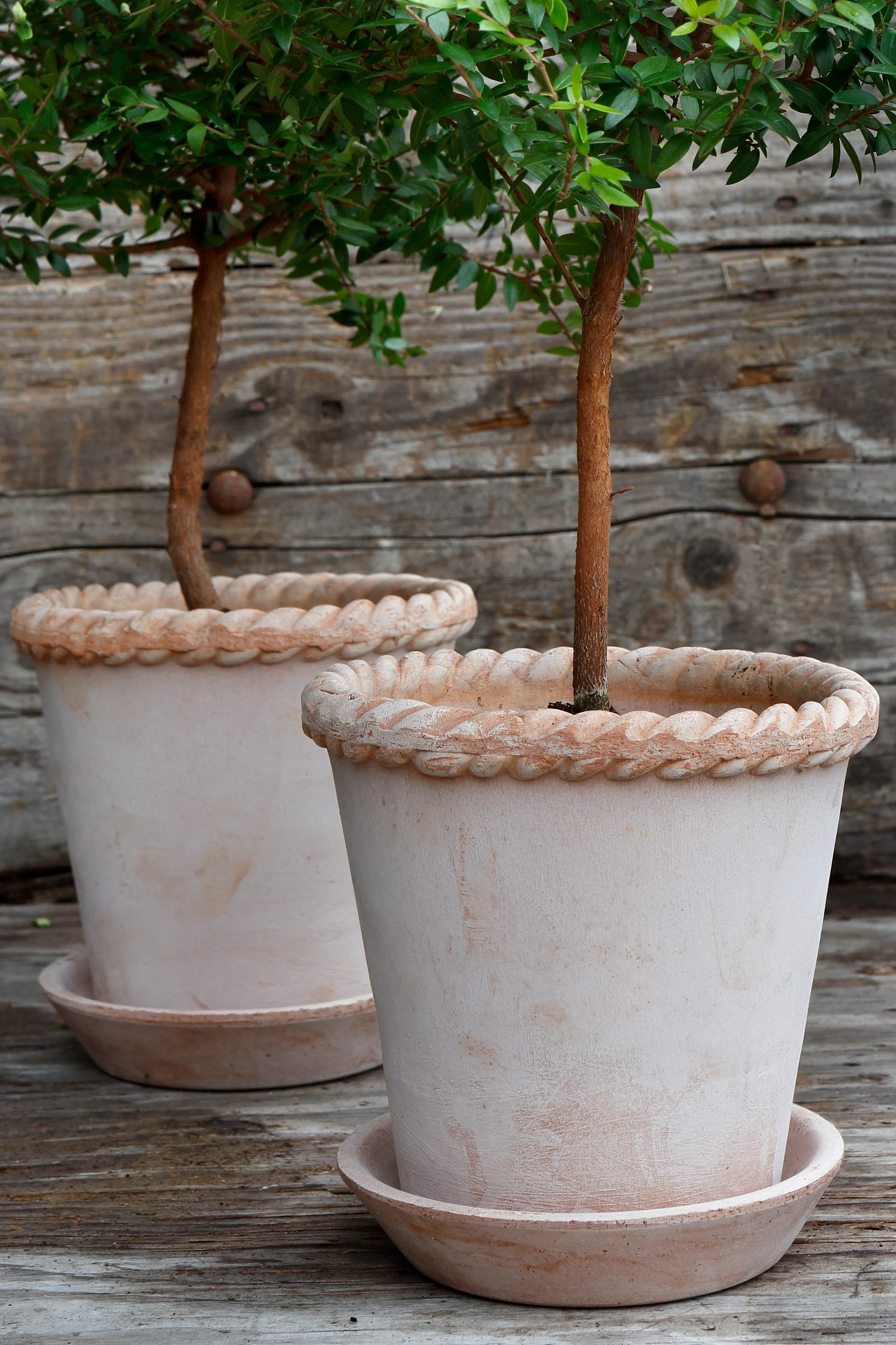 To store krukker i terrakotta fra Bergs Potter, Emilia-krukken i lys terrakotta har et stilrent design med glat struktur og flettet kant i toppen. Her plantet med et stort frodigt grønt træ.